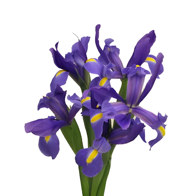 Iris 60cm